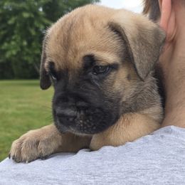 Orange - Gray and fawn male Cane Corso puppy in Yale, Michigan from Titan Farms