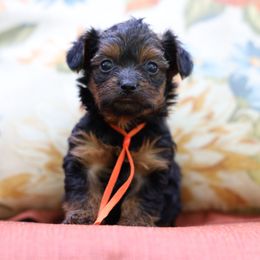 Orange Collar : Shiloh - Black and gold male Yorkipoo puppy in Augusta, West Virginia from Cricket Hollow Canines