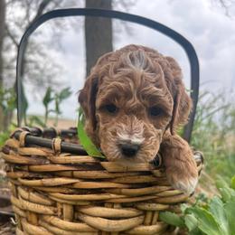 Lime Green Girl - Red  female Goldendoodle puppy in Denison, Iowa from Violet View Iowa Goldendoodles
