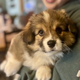 Pembroke Welsh Corgi Puppies from At Ease Acres