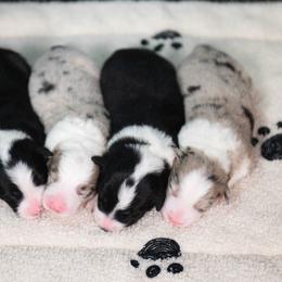 Border Collie and Maremma Sheepdog Puppies from 2J 2K Border Collies & Maremma Sheepdogs