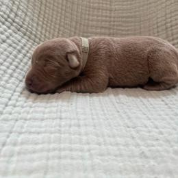 Grey collar - Silver male Dilute Retriever puppy in Valley Center, California from Stunning Silver Bullets Labradors
