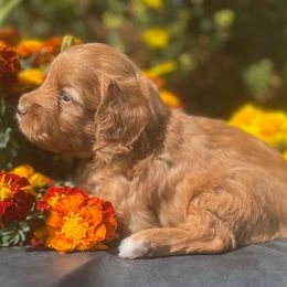 Tarzan - Apricot male Aussiedoodle puppy in Larimer County, Colorado from Puppy Love Doodles