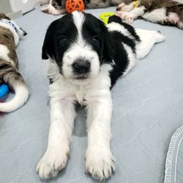 Aussiedoodle Puppies from Southwest Florida Doodles