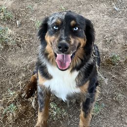 Tennessee - Miniature Australian Shepherd