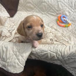 Striker - Piebald male Dachshund puppy in Tahlequah, Oklahoma from Love Some Dogs Dachshunds & Cavalier King Charles Spaniels,Cavapoos