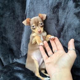 Coconut - Chocolate and tan male Chihuahua puppy in Conway, Arkansas from Kings chichis