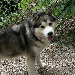 Kelah - Alaskan Malamute
