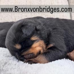 Boy 3 - Black and tan male Rottweiler puppy in Danieslville, Georgia from Bronx Von Bridges Rottweilers