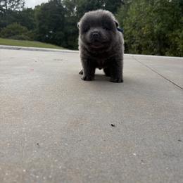 Chow Chow and Pomeranian Puppies from Pits and Poms LLC