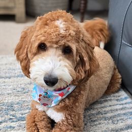 Star - Cavapoo