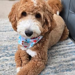 Star - Cavapoo