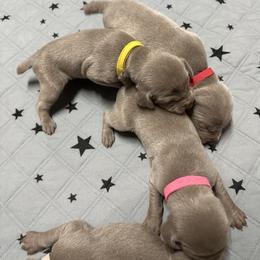 Girl 1 - female Weimaraner puppy in Mount Eden, Kentucky from JK Silver Weimaraners
