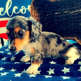 Patch - Dapple male Dachshund puppy in Hudson, Michigan from Mittentail Kennel Miniature Dachshunds & Australian Shepherds