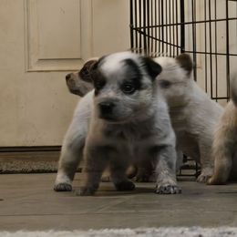 Cruz - Blue male Australian Cattle Dog puppy in Canton, Pennsylvania from DNB Heelers