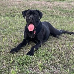Luna - Cane Corso