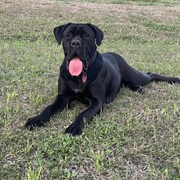 Luna - Cane Corso