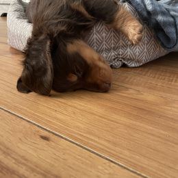 Dachshund Puppies from Jess’s Dachshunds