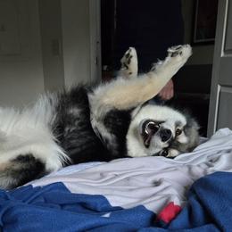 Finnish Lapphunds from Taika Kennel