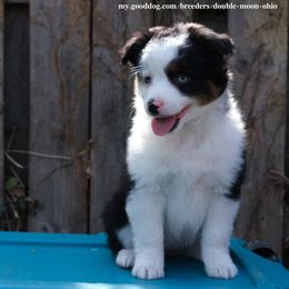 Blackthorn Straif - Blue merle Miniature American Shepherd puppy in Cleveland, Ohio from Double Moon