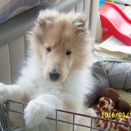 Collie Puppies from Thorndale Collies