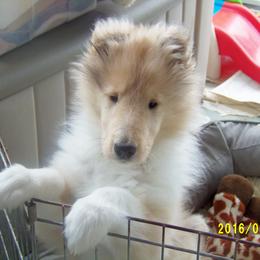 Collie Puppies from Thorndale Collies