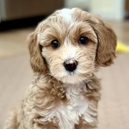 Australian Labradoodle puppies from High Desert Labradoodles
