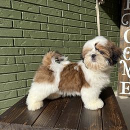 Breezy - Red and white male Shih Tzu puppy in Morrisville, Missouri from Sweetbriar Shih Tzu