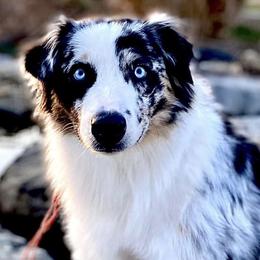 Dora - Australian Shepherd