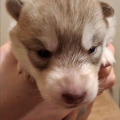 Female 3 - female Native American Indian Dog puppy in Glade Hill, Virginia from Indian Valley Kennels