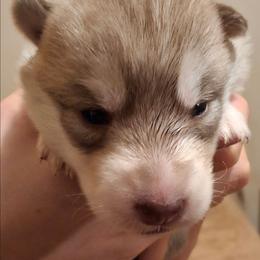 Female 3 - female Native American Indian Dog puppy in Glade Hill, Virginia from Indian Valley Kennels