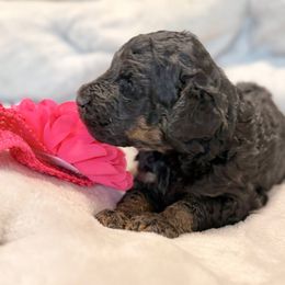 Sugarplum - Phantom female Poodle puppy in Poplarville, Mississippi from Southern Belle Poodles
