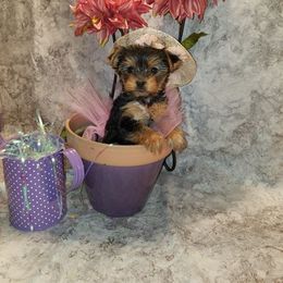 Biewer Terrier and Yorkshire Terrier Puppies from Niko Kennel