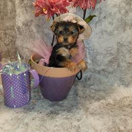 Biewer Terrier and Yorkshire Terrier Puppies from Niko Kennel