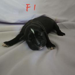 Female 1 - Brindle female Boxer puppy in Leland, North Carolina from Ocean Breeze Boxers