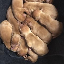 Boy 1 - Golden rust male Vizsla puppy in Covington, Louisiana from Six Hitch Farm