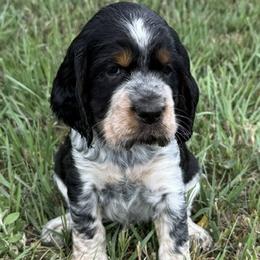 Boy 7 - male English Springer Spaniel puppy in Fort Collins, Colorado from Indy Star Springers