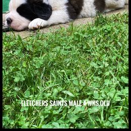 Saint Bernard Puppies from Fletchers Saints