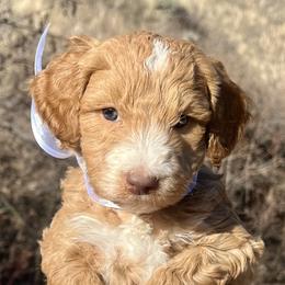 White Male - Apricot male Goldendoodle puppy in Great Falls, Montana from Montana Goldendoodles