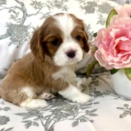 Red Girl - Blenheim female Cavalier King Charles Spaniel puppy in Mt. Ulla, North Carolina from Divine Cavaliers