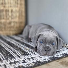 Cane Corso Puppies from HOUSE OF HALL CANE CORSOS