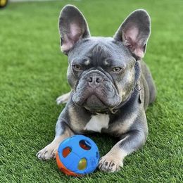 Rider - French Bulldog