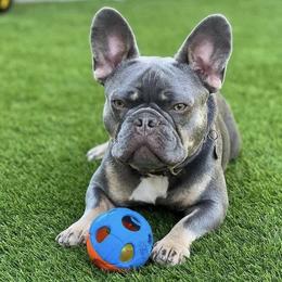 Rider - French Bulldog