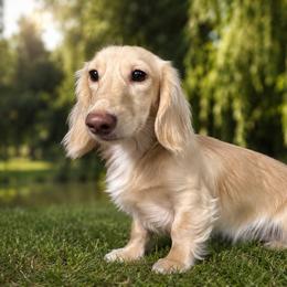 Hansel - Dachshund