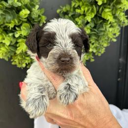 Green girl - Parti female Miniature Schnauzer puppy in Oneonta, Alabama from Murphree Valley Kennels