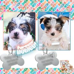 Yorkshire Terrier puppies from Ioney's Southern Paws Shelties, Frenchies, and Yorkies