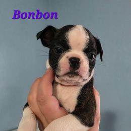 Bonbon - Black and white female Boston Terrier puppy in Columbus, Ohio from Bryn's AKC Bostons