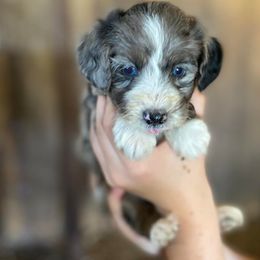Aussiedoodles from Doodle Doos Pups