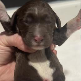 Catcher - Chocolate male Goldendoodle puppy in Twin Falls, Idaho from Magic Valley Family Doodles