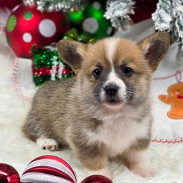 Holly Who - Sable female Pembroke Welsh Corgi puppy in Charleston, Arkansas from Hilltop Corgis